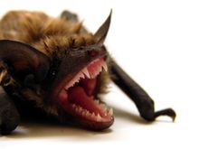 Bat