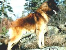 belgian shepherd