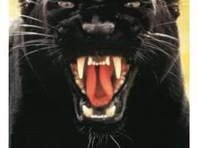 panther.jpg