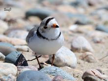 Piping plover kicking up a little sand