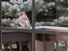 ^1-9-2024.  Northern Flicker.