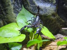 This is Ham my Malaysian Forest Scorpion 