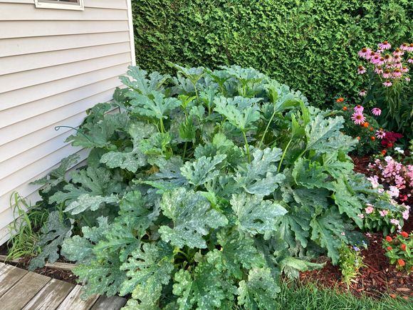 Four squash plants doing well
