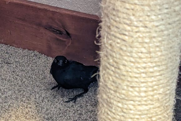 ^This is a cat bird.   I heard some racket in the house and when I went to investigate I found this little bird in the basement. I had the front door open so I'm sure Maury brought it in the house. I caught it and set it free outside and it flew away. 
