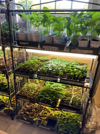 Rick’s green thumbs have been busy 