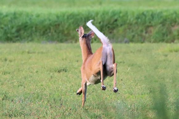 I didn't realize how long their tails were!