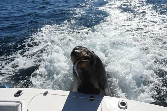 The sea lions know the boats coming into harbor have bait to eat.  They literally jump up on the back of the boat.