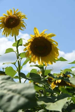 Weird... 2 bees and some seeds missing.
