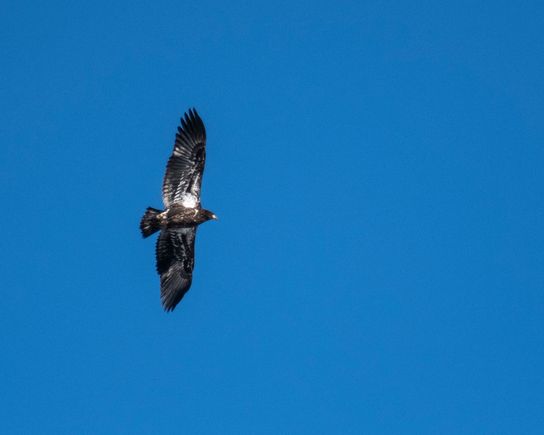 Immature Bald Eagle, Lackawaxen, PA