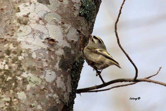Golden crown kinglet