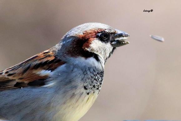 Up close and personal with the house sparrow. The shell of the seed in the air