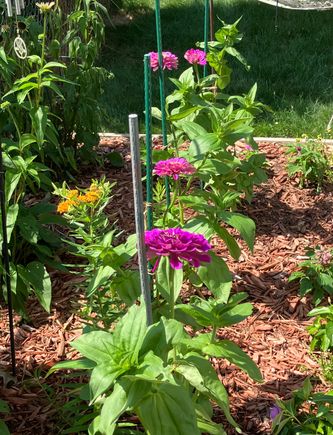Talk zinnia