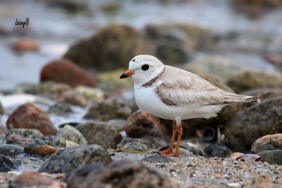 Piping Plover (female?)