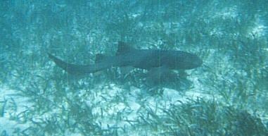 Shark Ray Alley