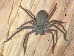 Common Huntsman Spider