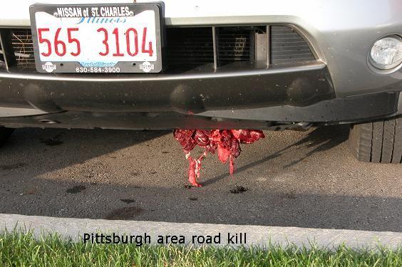 Pittsburgh roadkill sm.JPG