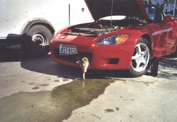 Coyote