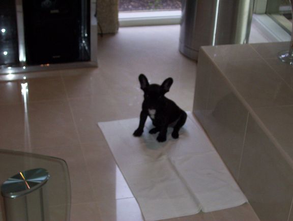 puppy pics 024.jpg