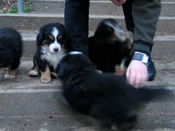 Bernese Puppies 2.jpg