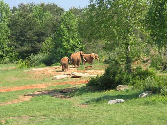 The rare 'red' elephants