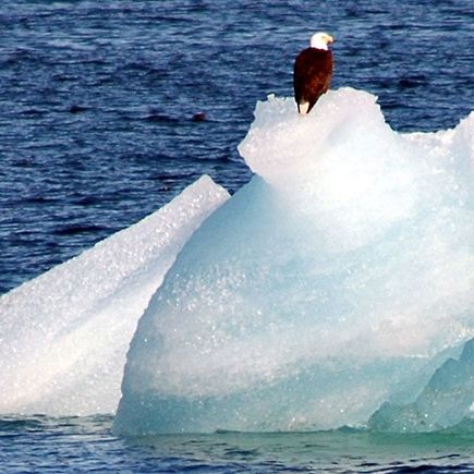 bald_eagle_on_ice.jpg