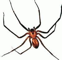 Brown Recluse.jpg