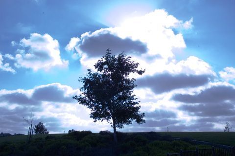 tree1.jpg