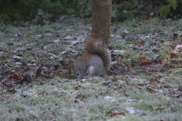 Ashridge 015.jpg