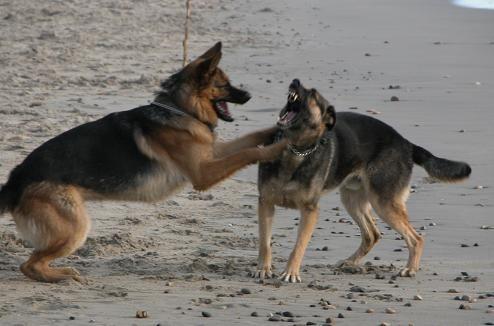 051124 Dogs on beach 4340.JPG