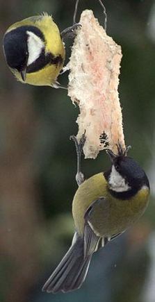 Parus_major.jpg