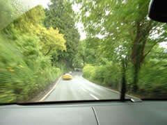 Through the trees.jpg