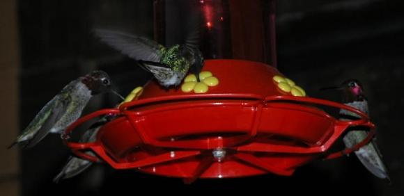 060413 5-Hummers 5731.JPG