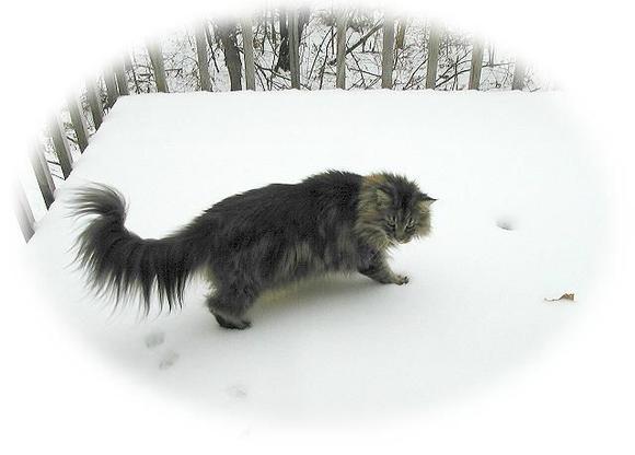 llynx2.jpg