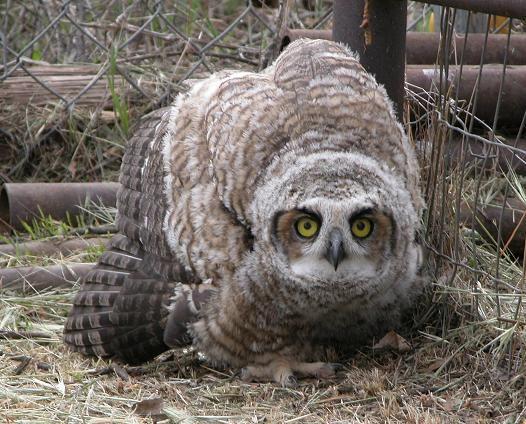 060428 baby owl 5972.JPG