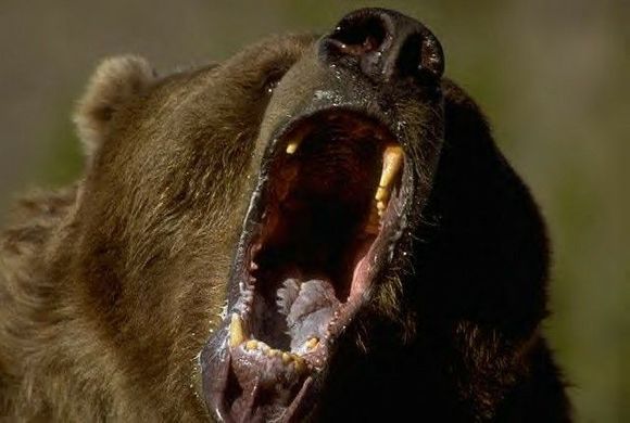 Yawn 3