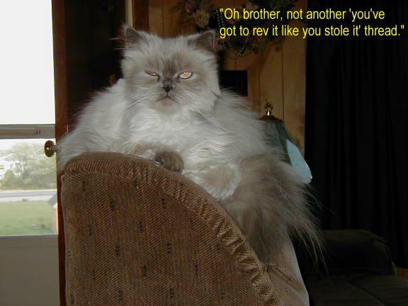 dadcat.jpg