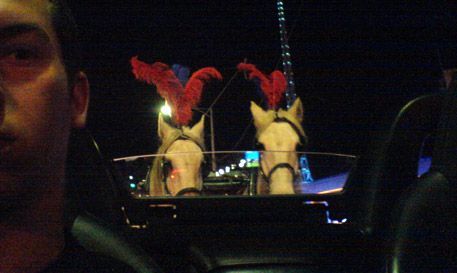 horseandcar.jpg