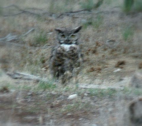 Owl in Colorado.JPG