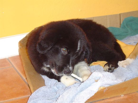 Floppy &amp; Cinnamon 052.jpg
