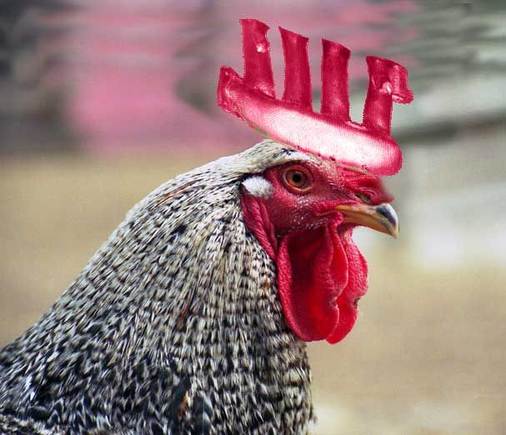 rooster.jpg