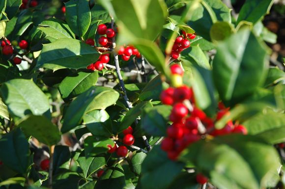 Holly Berries