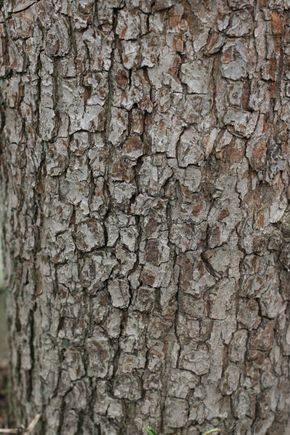 IMG_1742.JPG