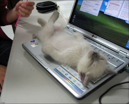 KittenSleepsOnLaptop.jpg