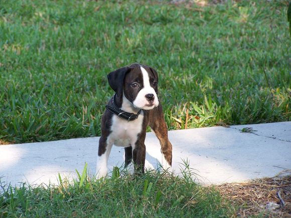 pup02.jpg