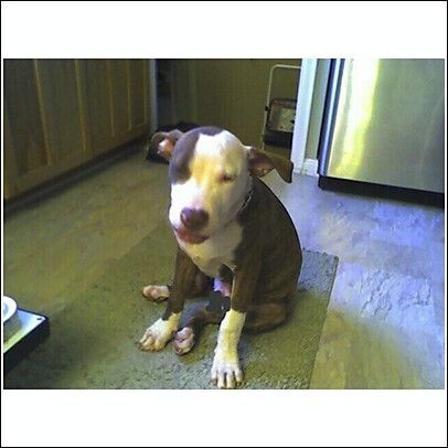 DieselKitchen6monthsOld.jpg