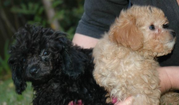 Flo and Molly.jpg