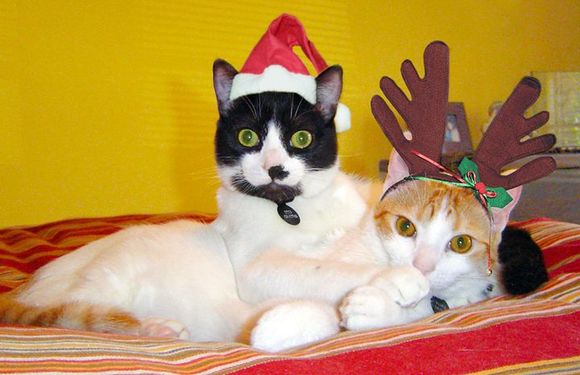 cats.jpg