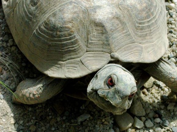 Turtle