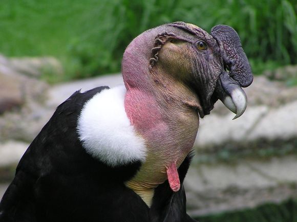 zoo1.jpg