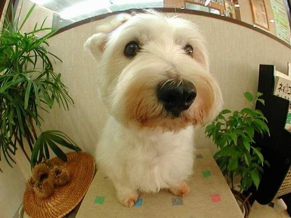 the_dog04_2.jpeg